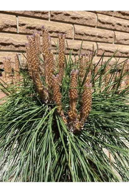 Сосна черная Брепо / Пьеррик Брегон - 4л/вис.30-40см/Ø20-30см